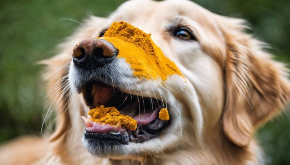 Dog with turmeric powder on it's nose. Dogs consuming turmeric may benefit