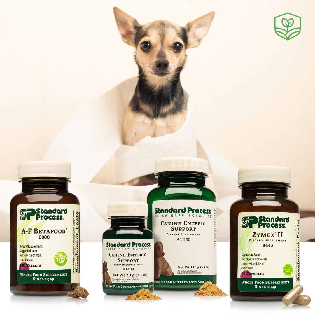 Canine Digestion Bundle