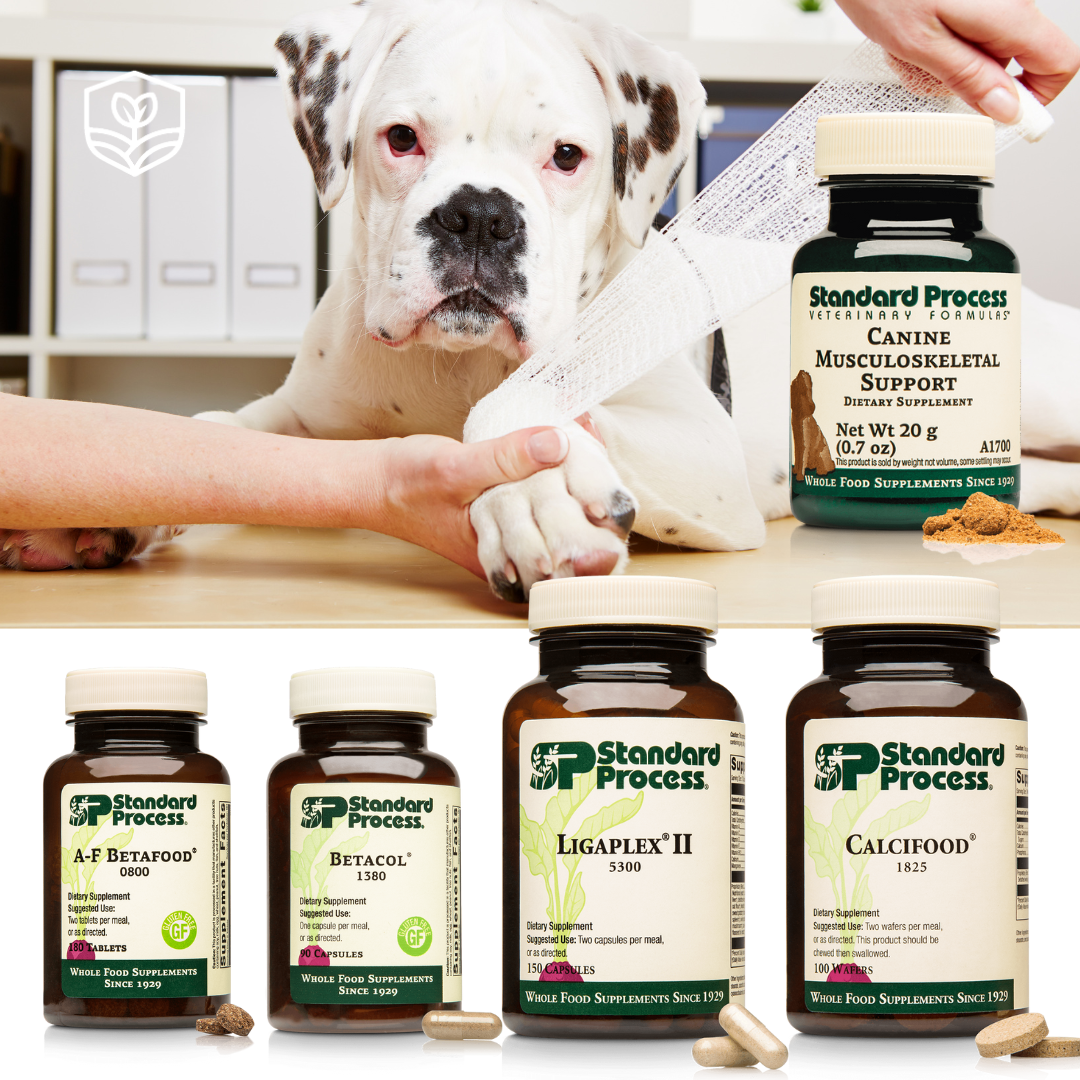Canine Joint Support Bundle