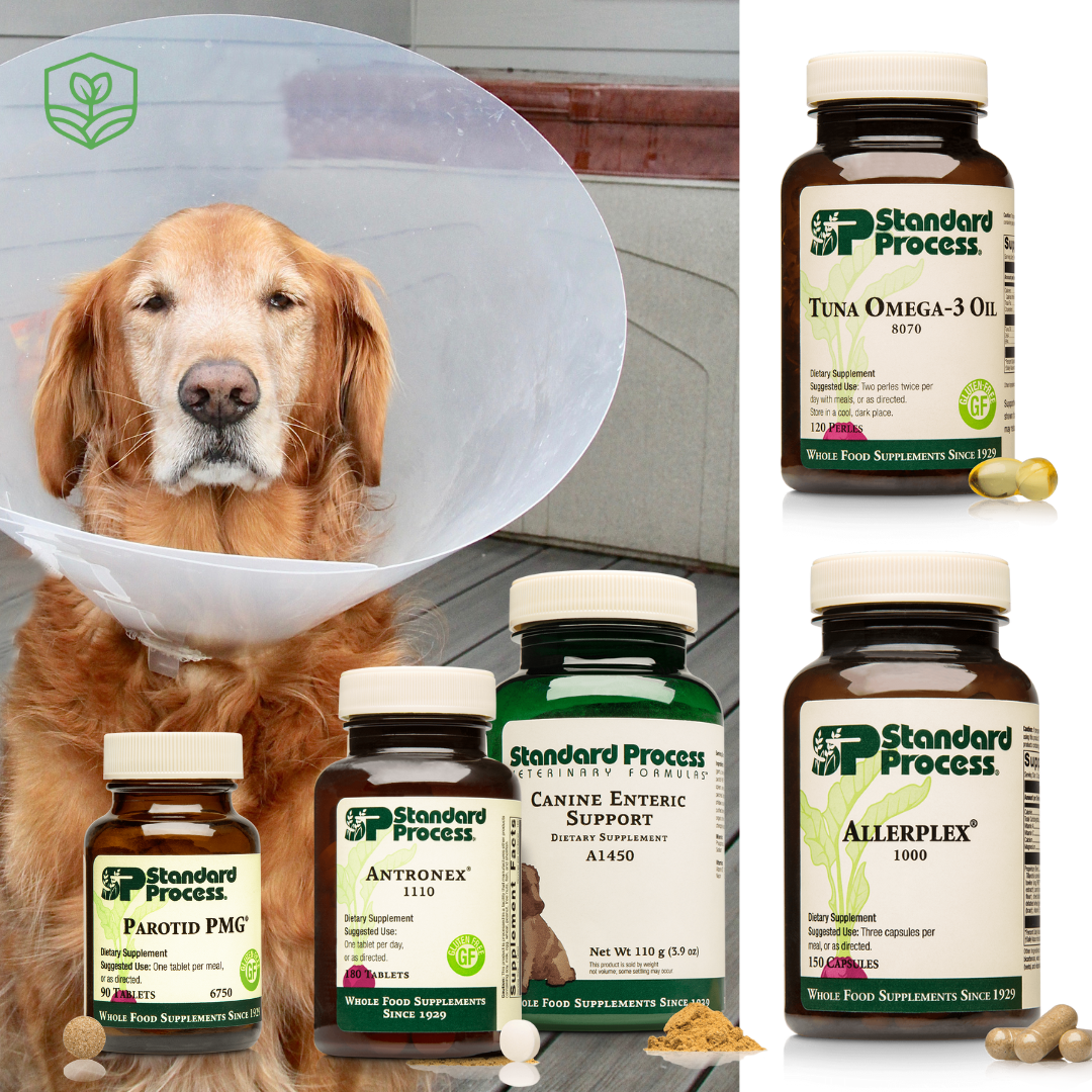 Canine Skin Support Bundle