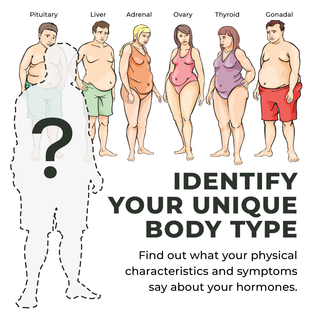 Body Type Overview