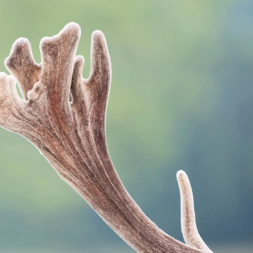 Deer Antler Velvet-FX, Premier