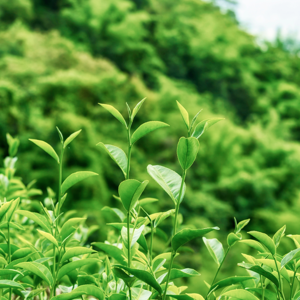 Green Tea - ND™ (Fermented) (8 oz)
