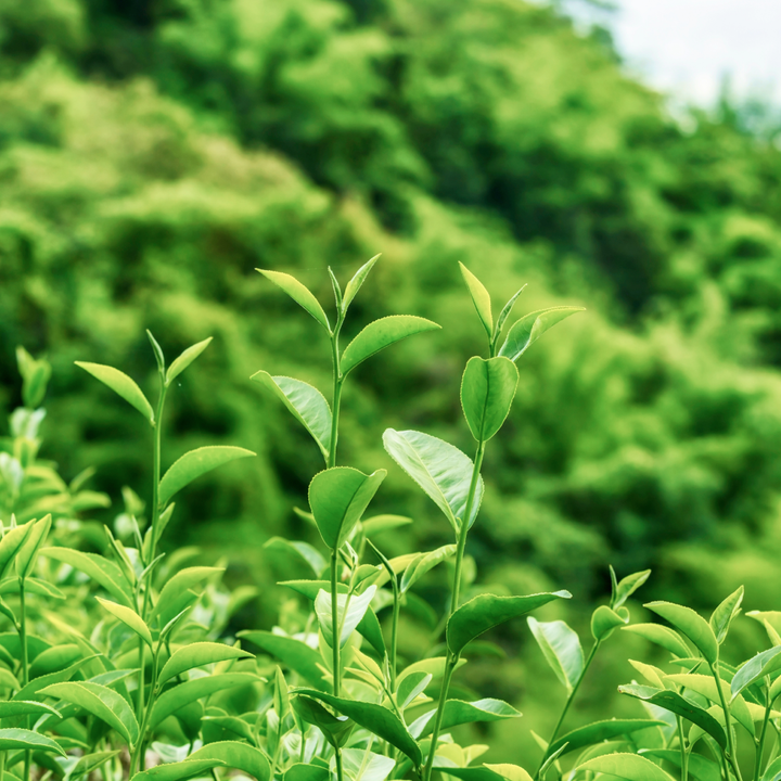 Green Tea - ND™ (Fermented) (8 oz)