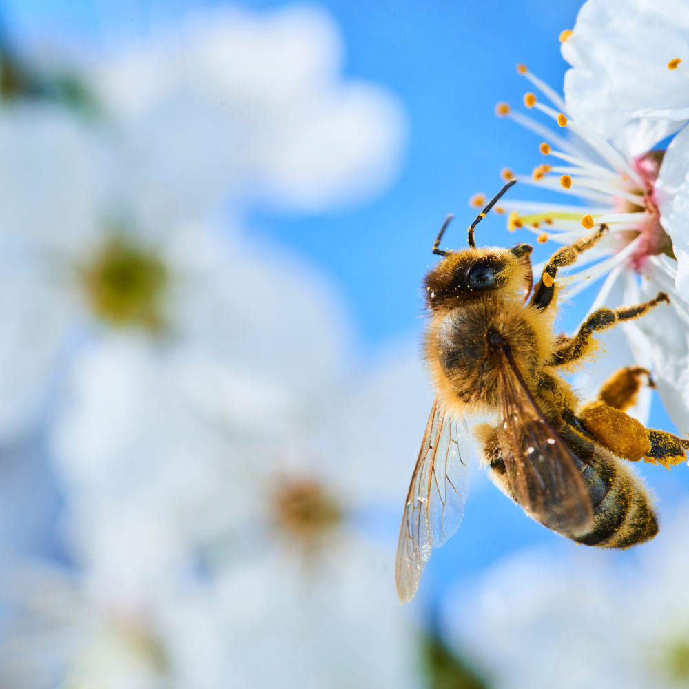 Canadian Gold Honey